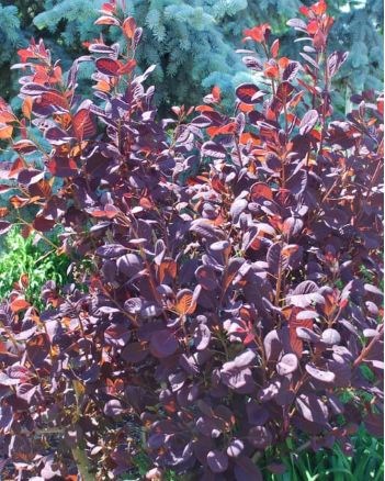 Cotinus Royal Purple Smokebush 2 gal