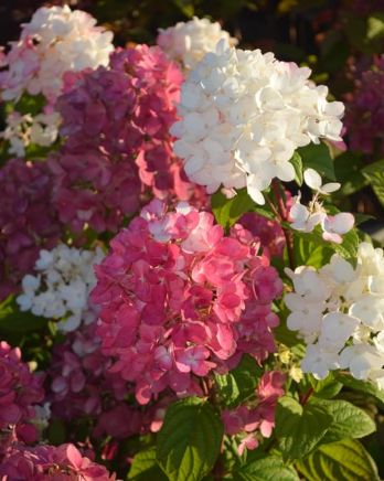 Hydrangea Fire Light 5 gal