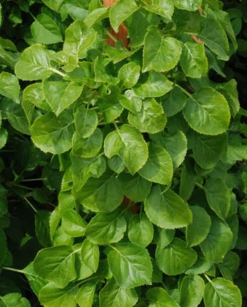 Climbing Hydrangea Petiolaris 2 gal