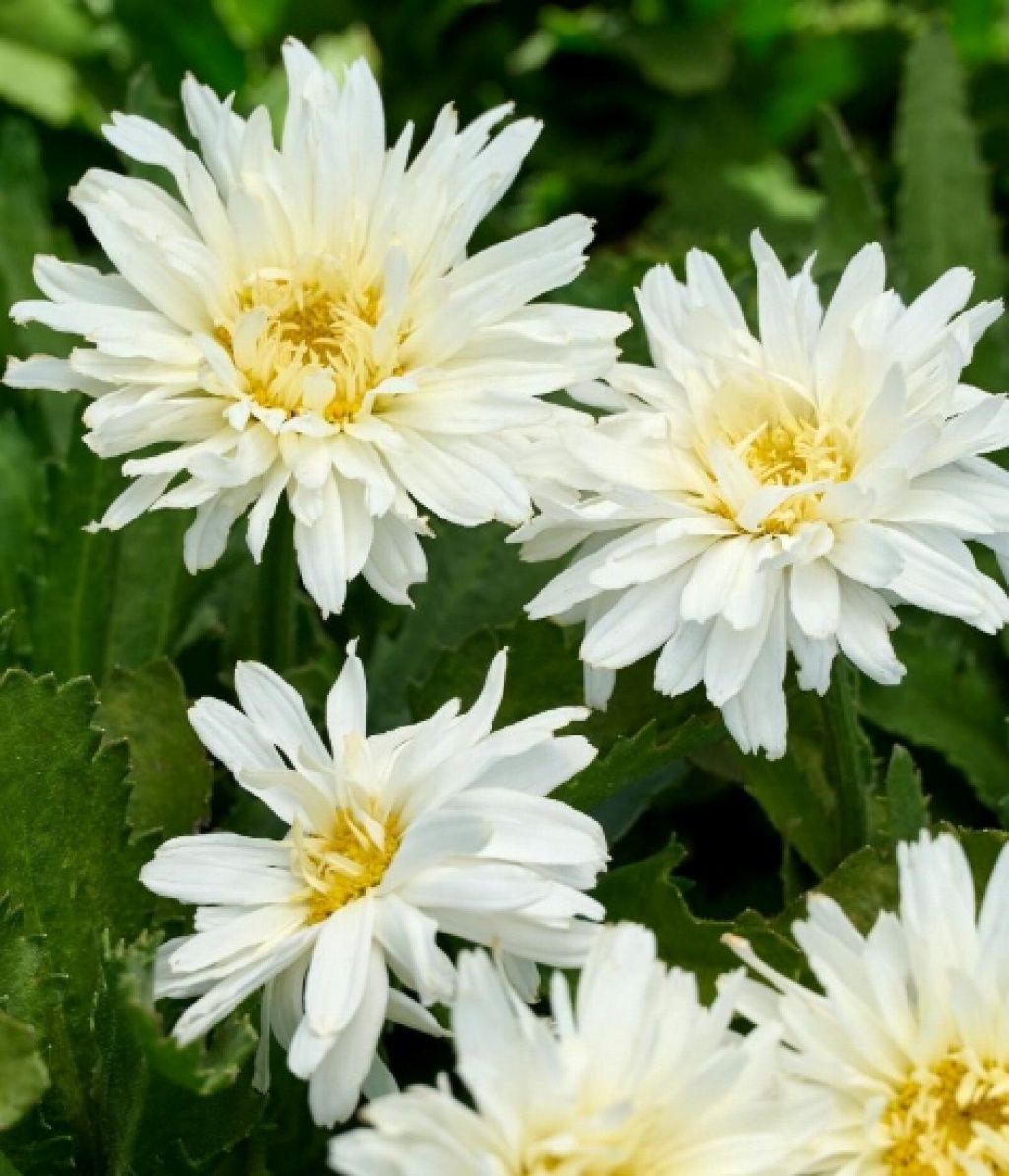 Shasta Daisy Mt. Hood 1 gal