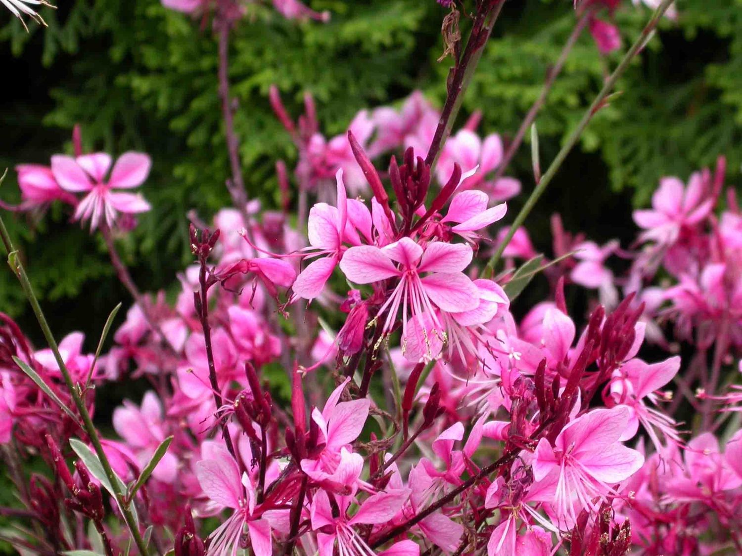 Gaura Passionate Rainbow 1 gal