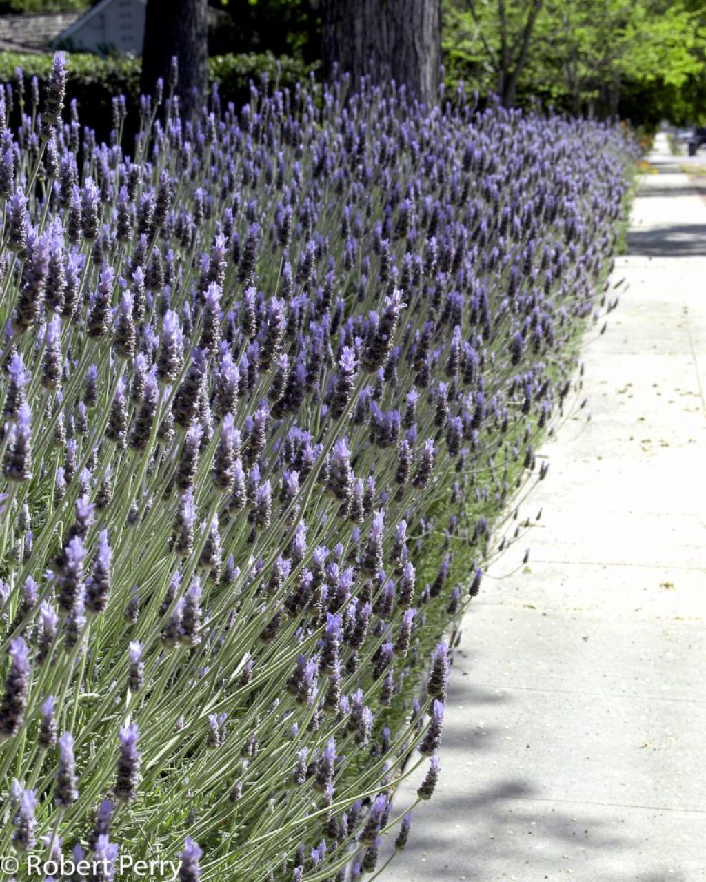 Lavender French 4&quot;
