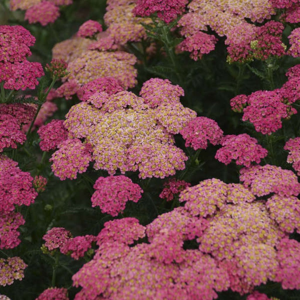 Yarrow Summer Taffy Qt