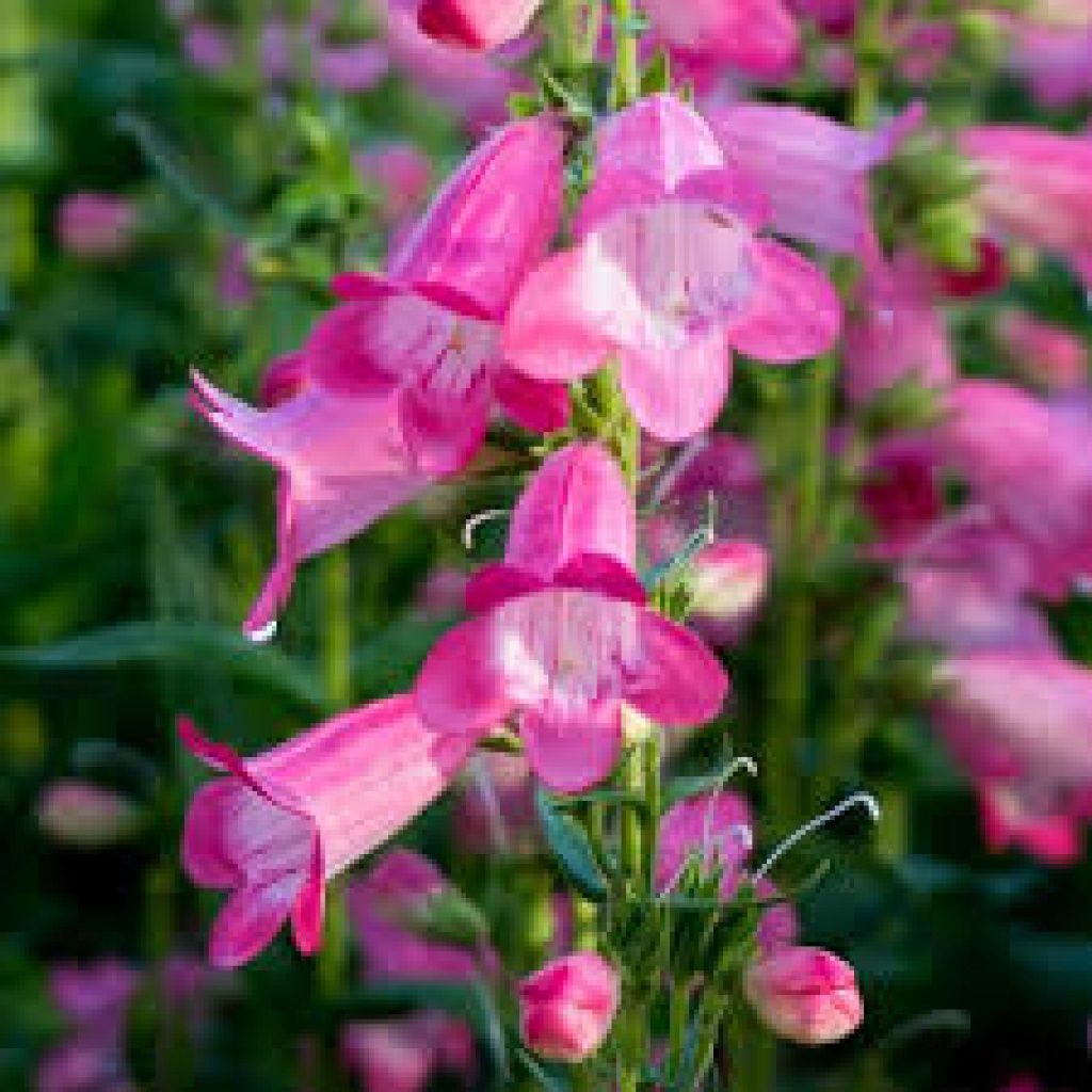 Penstemon Quartz Rose Qt