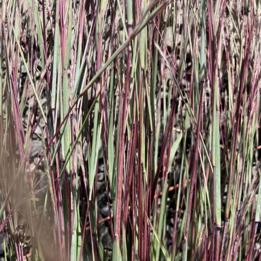 Little Bluestem Little Red Fox Grass 1 gal