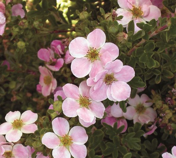 Potentilla Pink Beauty 1 gal