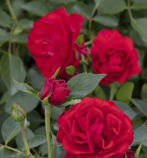 Rose Nitty Gritty Red 2 gal