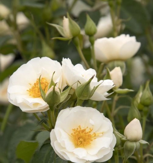 Rose Nitty Gritty White 2 gal