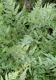 Lady Fern 1 gal