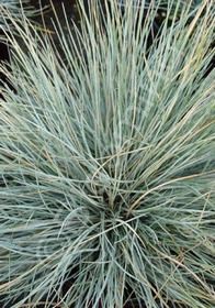 Fescue Siskiyou Blue 1 gal