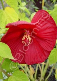 Hibiscus Luna Red 1 gal