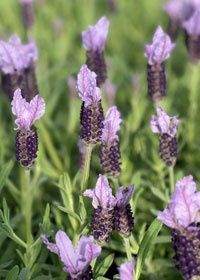 Lavender Madrid Purple 1 gal