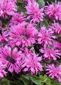 Monarda Cranberry Lace 1 gal