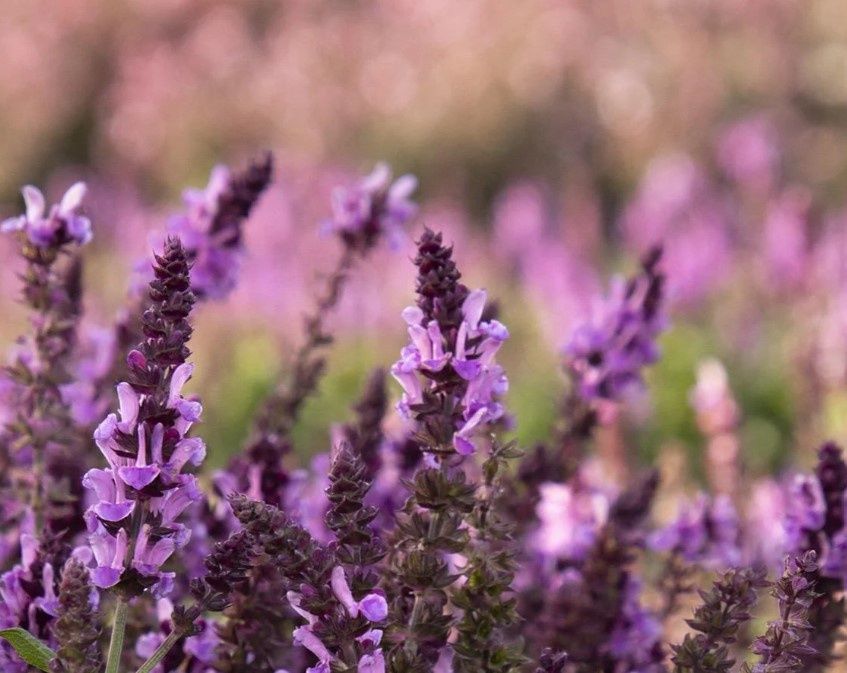 Salvia Marvel Rose 1 gal