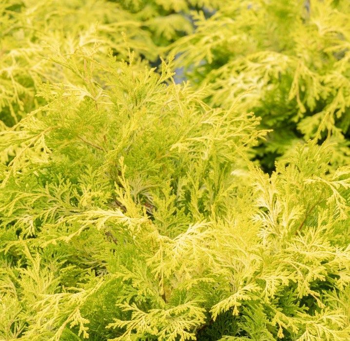 Hinoki golden Crippsii 1 gal