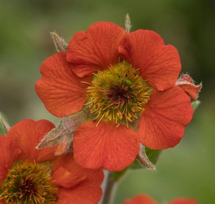 Geum Rustico Orange 1 gal