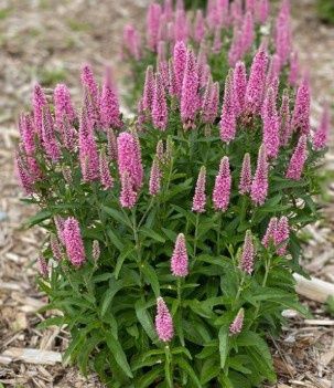 Veronica Skyward Pink 1 gal
