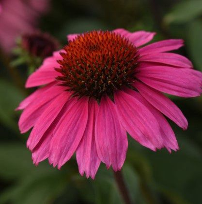 Echinacea Sombrero Rosada Qt