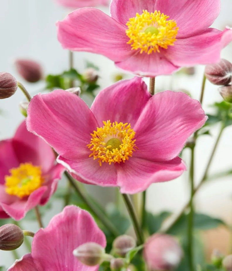 Anemone Fantasy Jasmine 1 gal