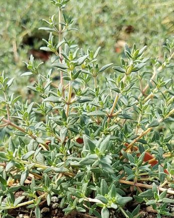 Thyme Orange 4"