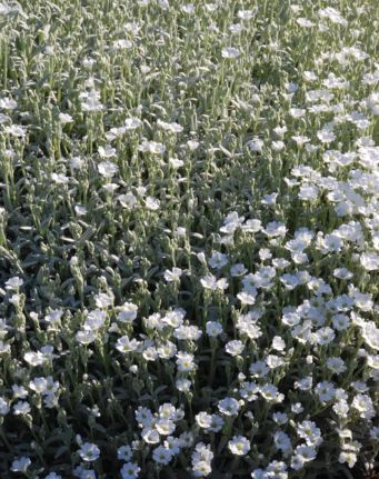 Cerastium 4&quot;