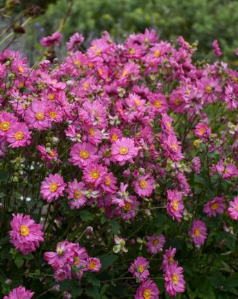 Anemone Fall in Love Sweetly 1 gal