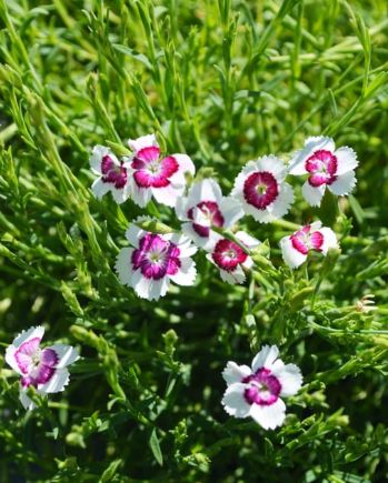 Dianthus Artic Fire 4&quot;