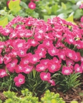 Dianthus Miss Rose 4&quot;