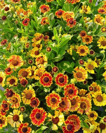 Helenium Fuego 1 gal