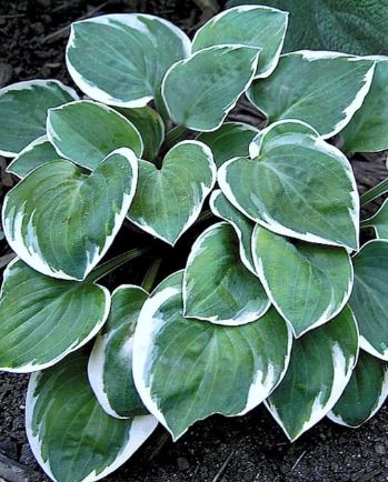 Hosta Country Mouse Qt