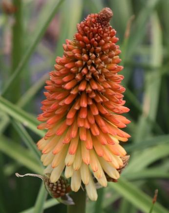 Kniphofia hot and cold 1 gal