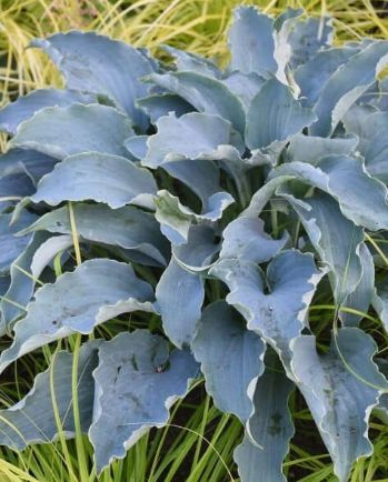 Hosta Tears in Heaven 1 gal