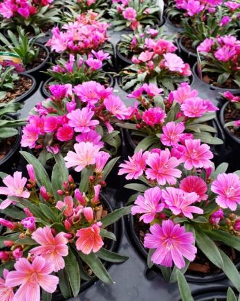 Lewisia Little Raspberry Qt