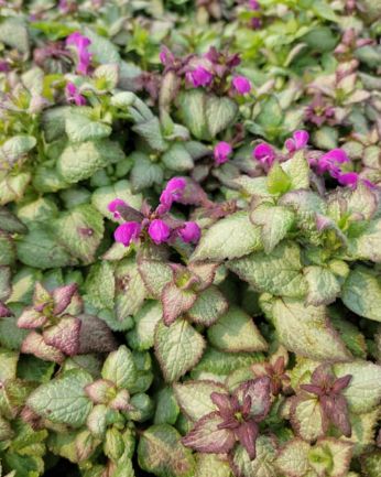 Lamium Beacon Silver 4&quot;