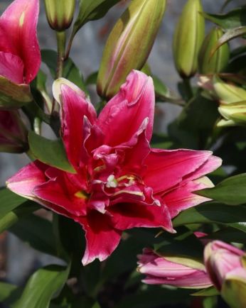 Lily Oriental Esra Qt