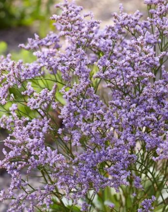 Limonium Dazzle Rocks 1 gal
