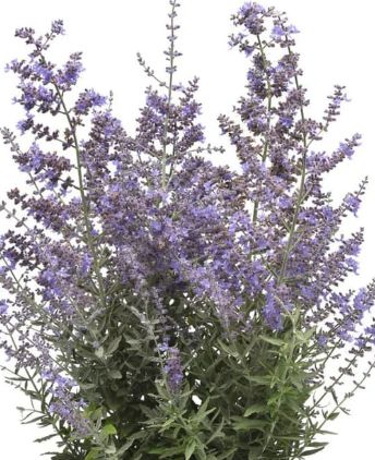 Perovskia Bluesette 4&quot;