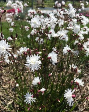 Lychnis Petite Henri 1 gal