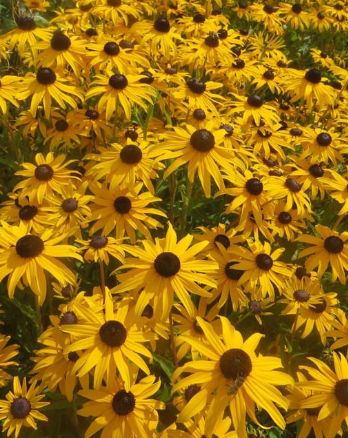 Rudbeckia Goldblitz 1 gal