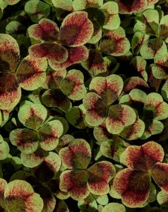 Trifolium Red Green 4&quot;