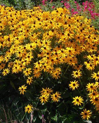 Rudbeckia Goldstrum 4"