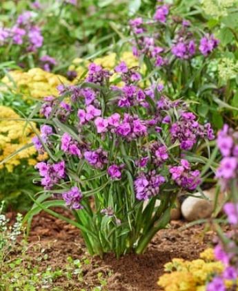 Tradescantia Brainstorm 1 gal