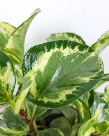 Peperomia Golden Gate Qt