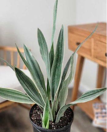 Sansevieria Sayuri Qt