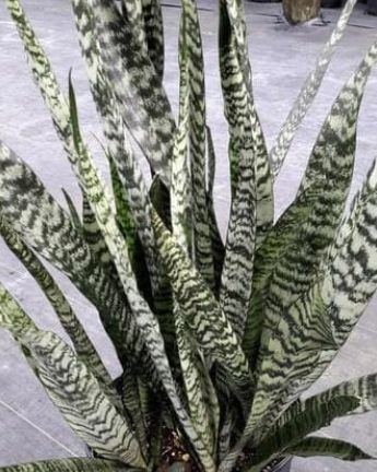 Sansevieria Wintergreen Qt