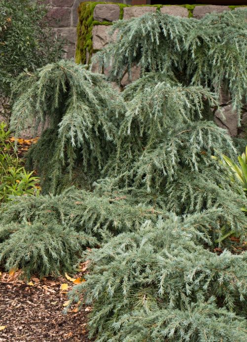 Cedrus Feelin Blue 5 gal