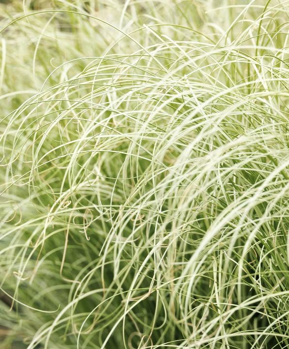 Carex Amazon Mist 1 gal