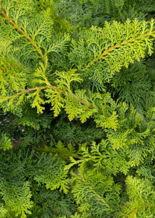 Chamaecparis Fernspray Gold 2 gal