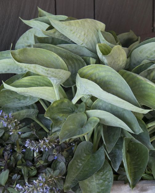 Hosta Drinking Gourd 1 gal