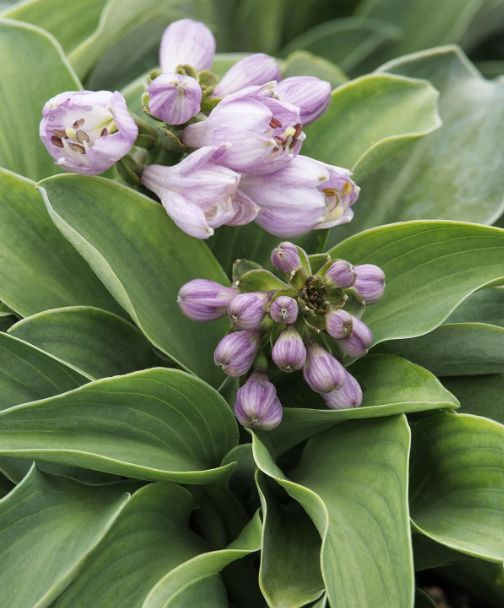 Hosta Blue Mouse Ears Qt